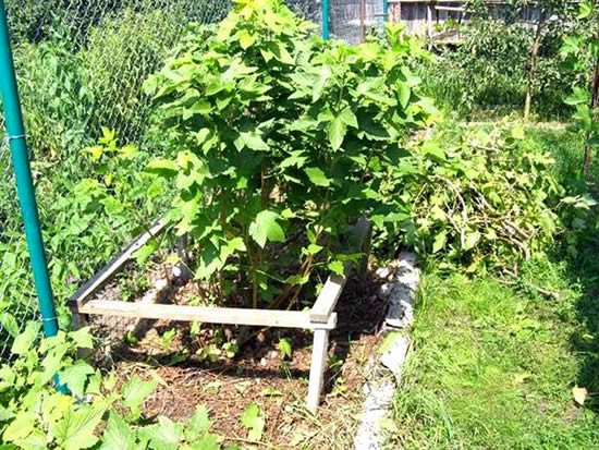 обрезка кустов смородины весной