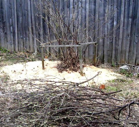 обрезка красной смородины