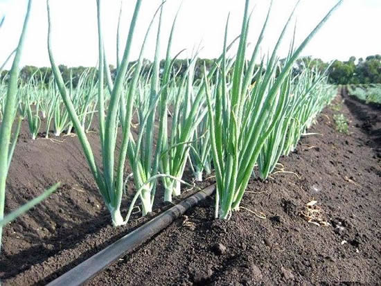система капельного полива своими руками